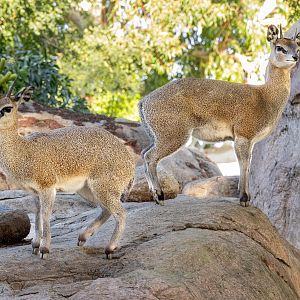 Klipspringer