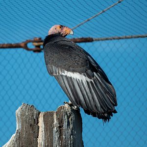 California Condor