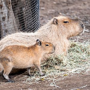 Capybara and her pup