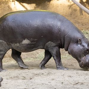 Pygmy Hippopotamus