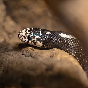 California Kingsnake