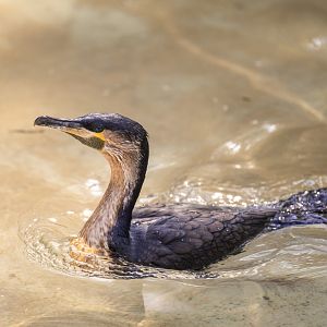 White Breasted Cormorant