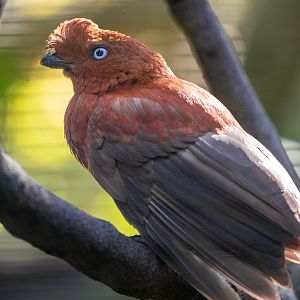 Andean Cock Of The Rock(female)