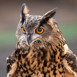 Einstein the Eurasian Eagle Owl