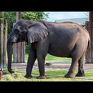 Jacksonville Zoo 2023 - YouTube