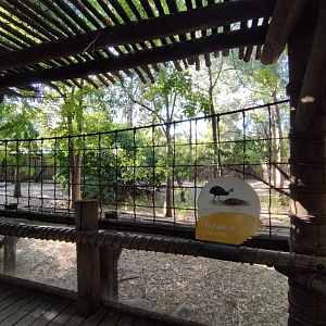 Cassowary exhibit, Lugar de las aves - Temaiken