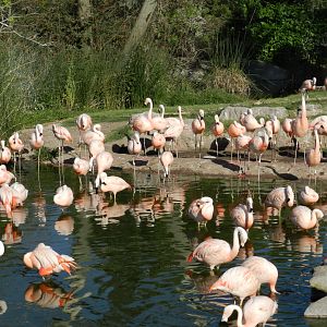 Chilean flamingo, Lugar de las aves - Temaiken