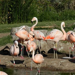 Chilean flamingo, Lugar de las aves - Temaiken
