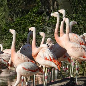 Chilean flamingo, Lugar de las aves - Temaiken