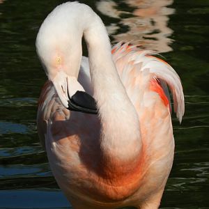 Chilean flamingo, Lugar de las aves - Temaiken