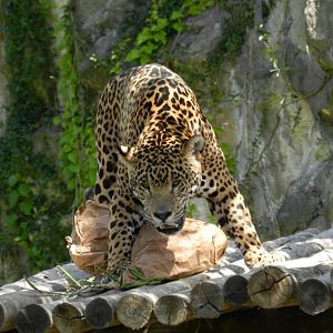 Jaguar - Temaiken