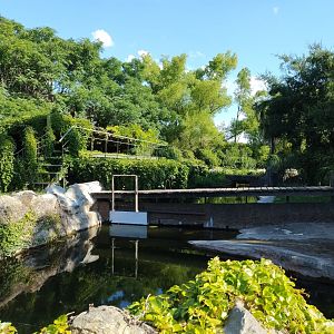 American alligator holding pen - Temaiken