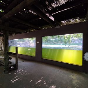 American alligator exhibit - Temaiken