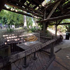 American alligator skull display - Temaiken