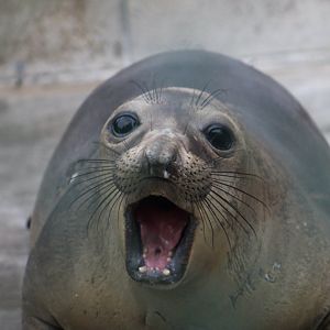Northern Elephant Seal (Mirounga angustirostris) youngster