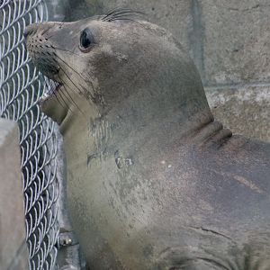 Northern Elephant Seal (Mirounga angustirostris) youngster