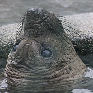 Northern Elephant Seal (Mirounga angustirostris) youngster