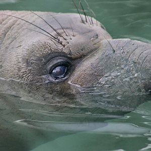 Northern Elephant Seal (Mirounga angustirostris) youngster