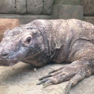 Komodo Dragon (Varanus komodoensis)