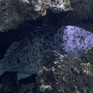 Potato Grouper (Epinephelus tukula)