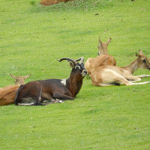 Nile Lechwe - Animalia Park