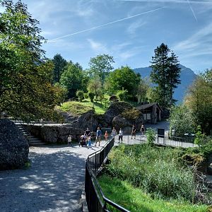 European bison enclosure