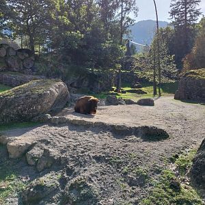 European bison enclosure