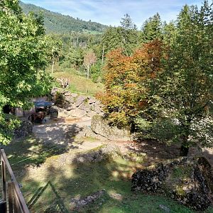 European bison enclosure