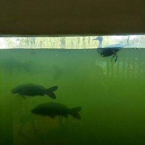 Fish & Bird tour - Aquarium