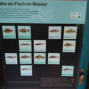 Fish & Bird tour - Aquarium - Species list