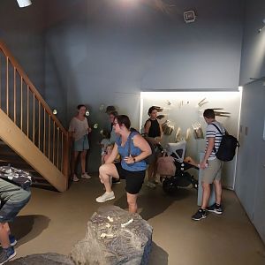 Rock & Forest tour - Bartgeier expo