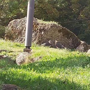 Rock & Forest tour - Bearded vulture (Gypaetus barbatus)