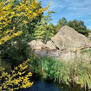 Rock & Forest tour - Alpine ibex (Capra ibex)