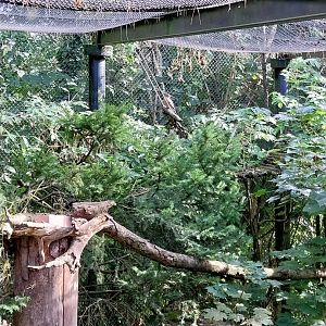 Rock & Forest tour - Pine marten house - Eurasian hoopoe (Upupa epops)
