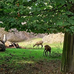 Rock & Forest tour - Alpine chamois (Rubicapra r. r. )
