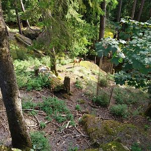 Rock & Forest tour - Free ranging mouflon (Ovis gmelini)