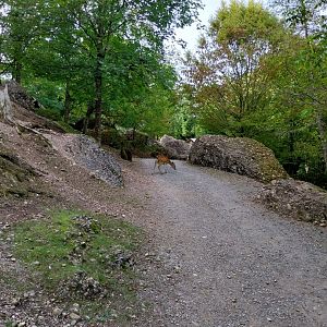 Rock & Forest tour - Free roaming sika deer (Cervus nippon)