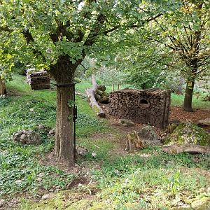 Rock & Forest tour - European red fox enclosure