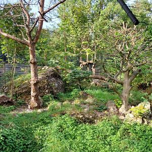 Rock & Forest tour - European wildcat enclosure