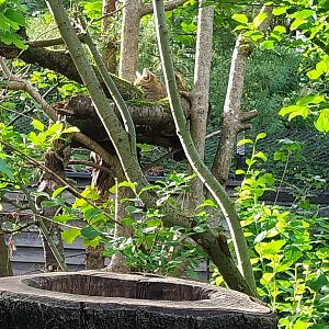 Rock & Forest tour - European wildcat (Felis silvestris silvestris)