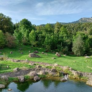 Bear & Wolf tour - Mixed enclosure