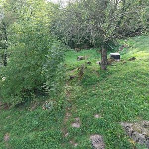 Bear & Wolf tour - Wolf enclosure