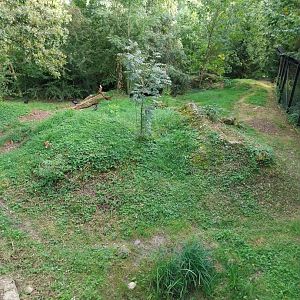 Bear & Wolf tour - Wolf enclosure - Common raven (Corvus corax corax)