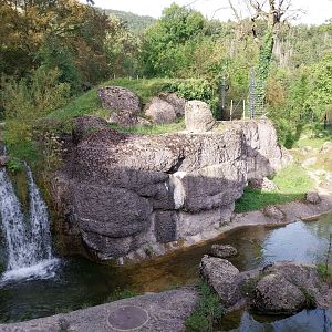 Bear & Wolf tour - Syrian brown bear enclosure