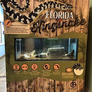 Florida Kingsnake terrarium