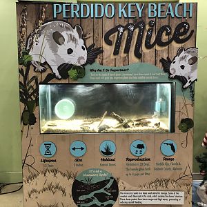 Beach mouse terrarium