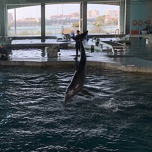 Rough-toothed dolphin