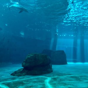 Dolphin complex underwater viewing