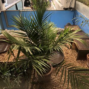 Red-footed tortoise exhibit