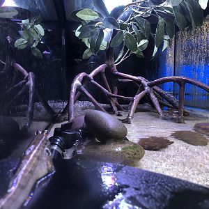African mudskipper tank